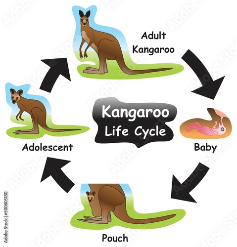 Kangaroo Life Cycle Infographic Diagram showing different phases and development stages including baby birth pouch adolescent and adult for biology science education vector