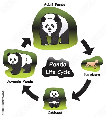 Panda Life Cycle Infographic Diagram showing different phases and development stages including newborn cubhood juvenile and adult panda for biology science education vector