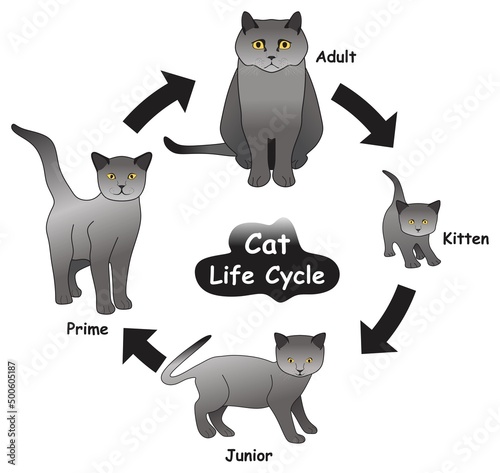 Cat Life Cycle Infographic Diagram showing different phases and development stages including kitten junior prime and adult cat for biology science education vector