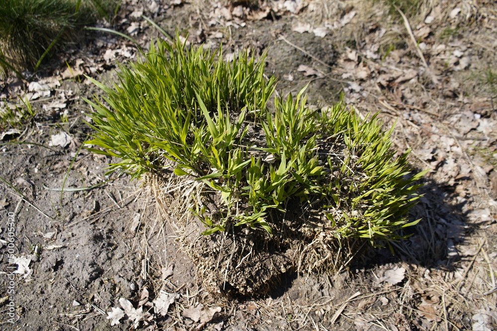The cane moor grass (Molinia arundinacea) is a plant species from the genus of moor grass (Molinia) within the family of sweet grasses (Poaceae). The cane moor grass (Molinia arundinacea) is a plant species from the genus of moor grass (Molinia) within the family of sweet grasses (Poaceae).