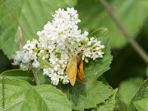 Male Large Skipper (Ochlodes sylvanus) showing Androconial Band photo