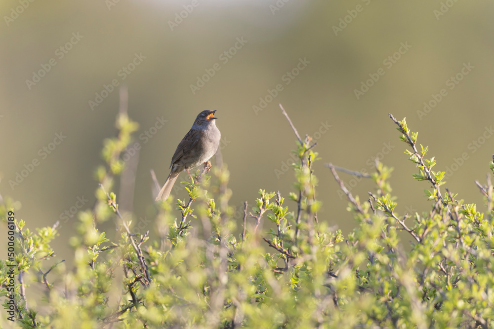 Dunnock Prunella modularis male singing in the morning light Dunnock Prunella modularis male singing in the morning light