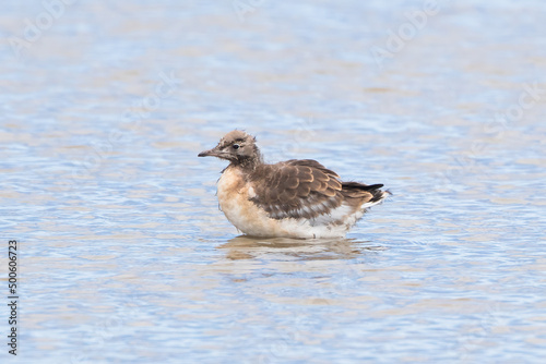 Juvenile Black-Headed Gull (Chroicocephalus ridibundus)  photo