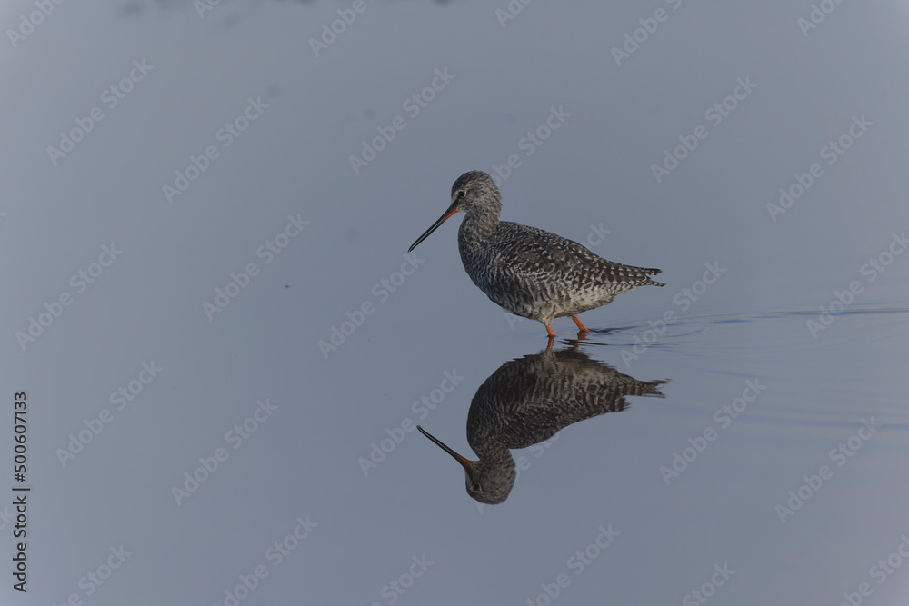 Common Redshank Tringa erythropus wading in a salt water pond in Morbihan, Bretagne Common Redshank Tringa erythropus wading in a salt water pond in Morbihan, Bretagne