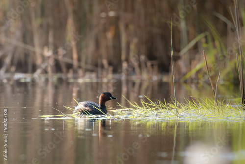 Little Grebe, Tachybaptus ruficollis, swims in its habitat - a natural habitat of a little grebe, a pond with thickets, a little grebe feels good here, a natural and wild refuge for water birds © PeterG