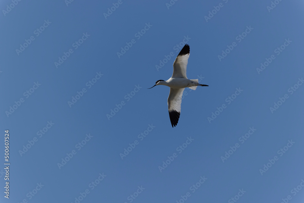 Pied avocet Recurvirostra avosetta in flight Pied avocet Recurvirostra avosetta in flight