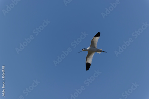 Pied avocet Recurvirostra avosetta in flight © denis