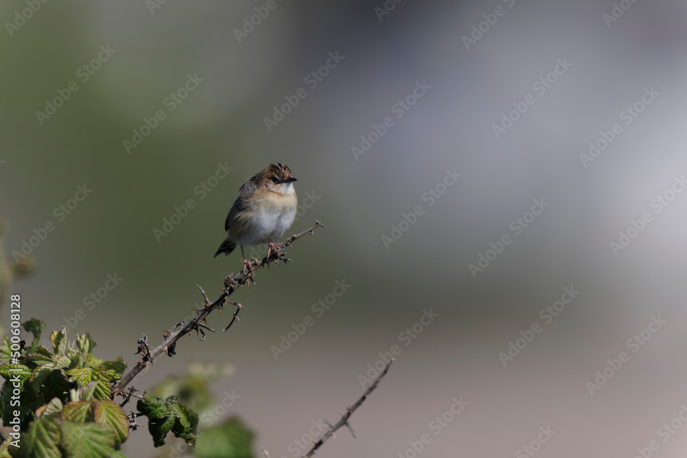 Zitting Cisticola Cisticola jucindis in close view in Morbihan, France Zitting Cisticola Cisticola jucindis in close view in Morbihan, France
