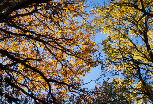 Orange leaves on one tree, yellow leaves on another against a blue sky on a sunny fall day in the Palatinate forest of Germany.