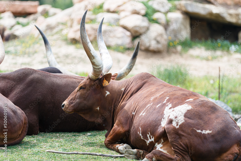 ankole watusi lying down on grass ankole watusi lying down on grass
