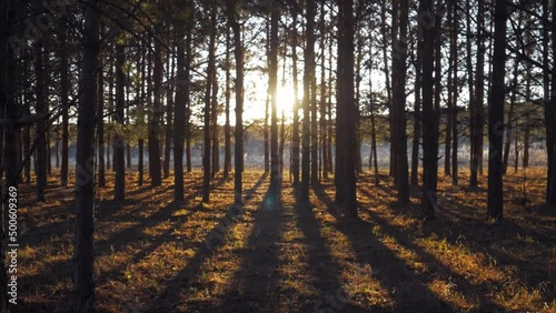 walking in forest, wild nature. beautiful sunset in sunny spring coniferous forest. beautiful natere landscape at sunset. sun rays through trees video. photo