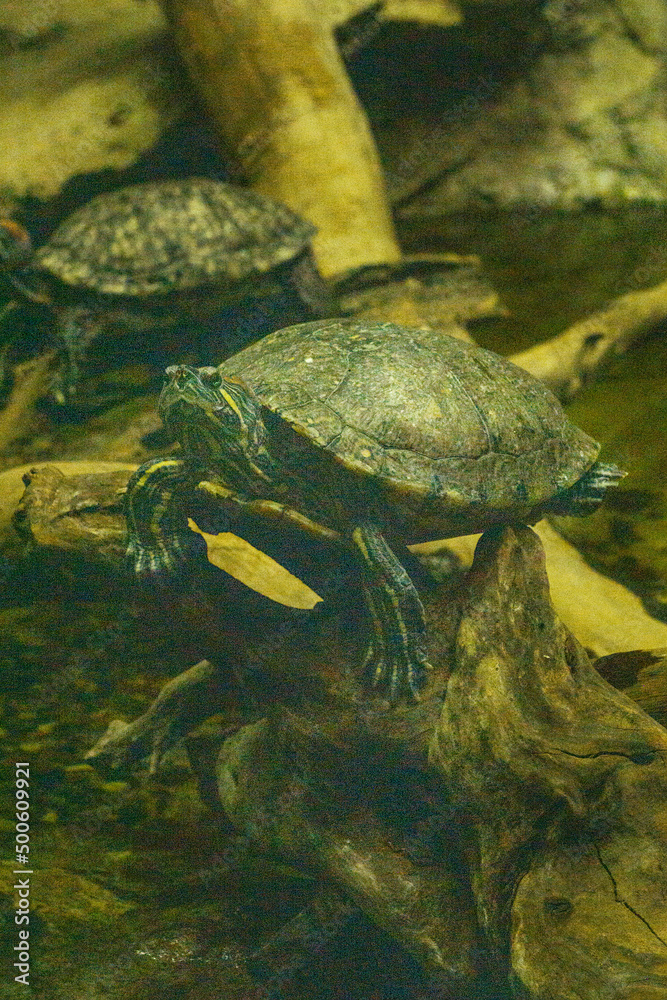 Obraz premium Tortuga verde. Retrato tortuga.