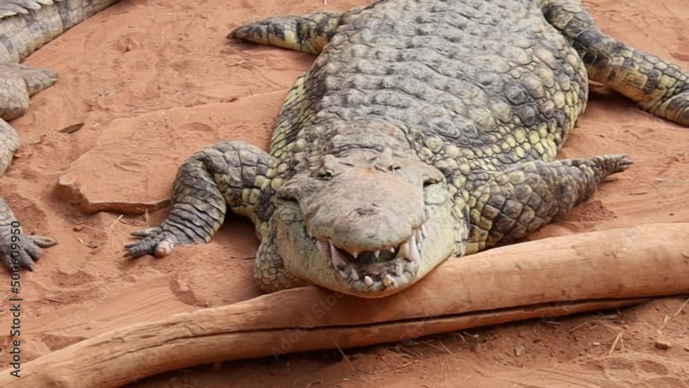 view of crocodile in a zoo