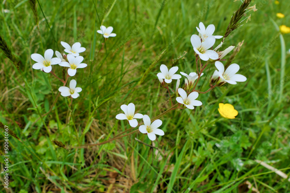 Meadow Saxifrage (Saxifraga granulata) growing wild in a French meadow
Meadow Saxifrage (Saxifraga granulata) growing wild in a French meadow