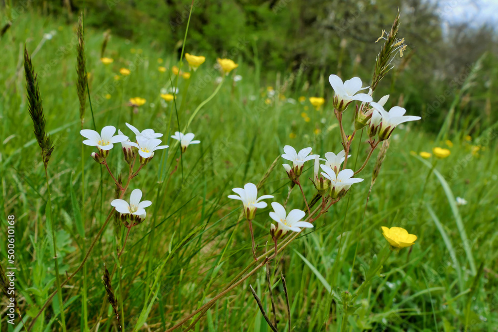 Meadow Saxifrage (Saxifraga granulata) growing wild in a French meadow
Meadow Saxifrage (Saxifraga granulata) growing wild in a French meadow