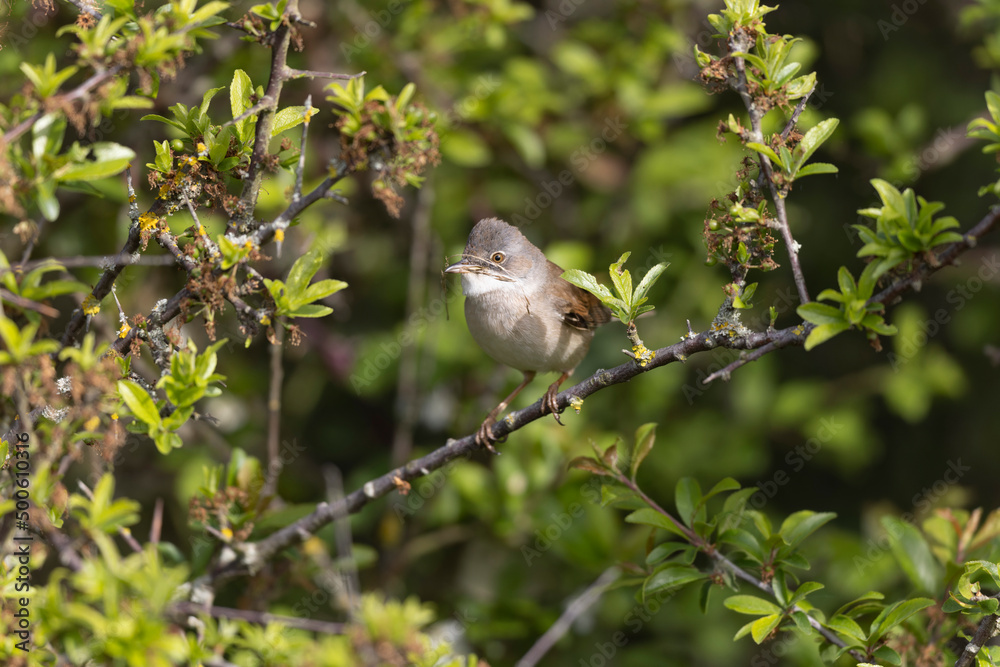 Common Whitethroat Curuca communis sitting in a bush Common Whitethroat Curuca communis sitting in a bush