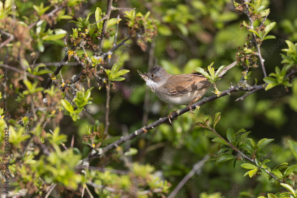 Common Whitethroat Curuca communis sitting in a bush Common Whitethroat Curuca communis sitting in a bush