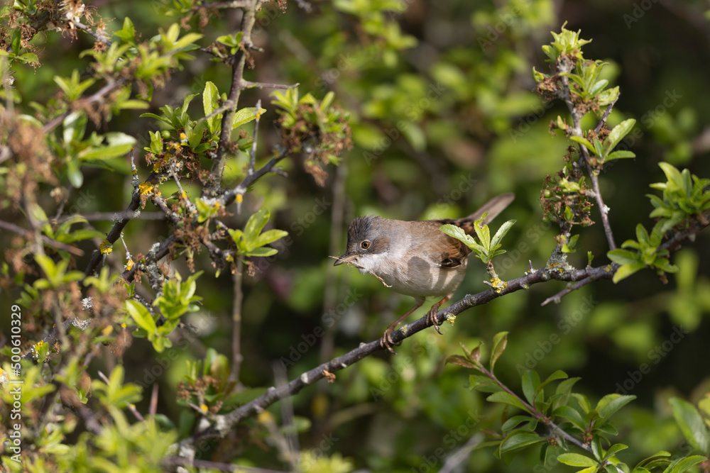 Common Whitethroat Curuca communis sitting in a bush Common Whitethroat Curuca communis sitting in a bush