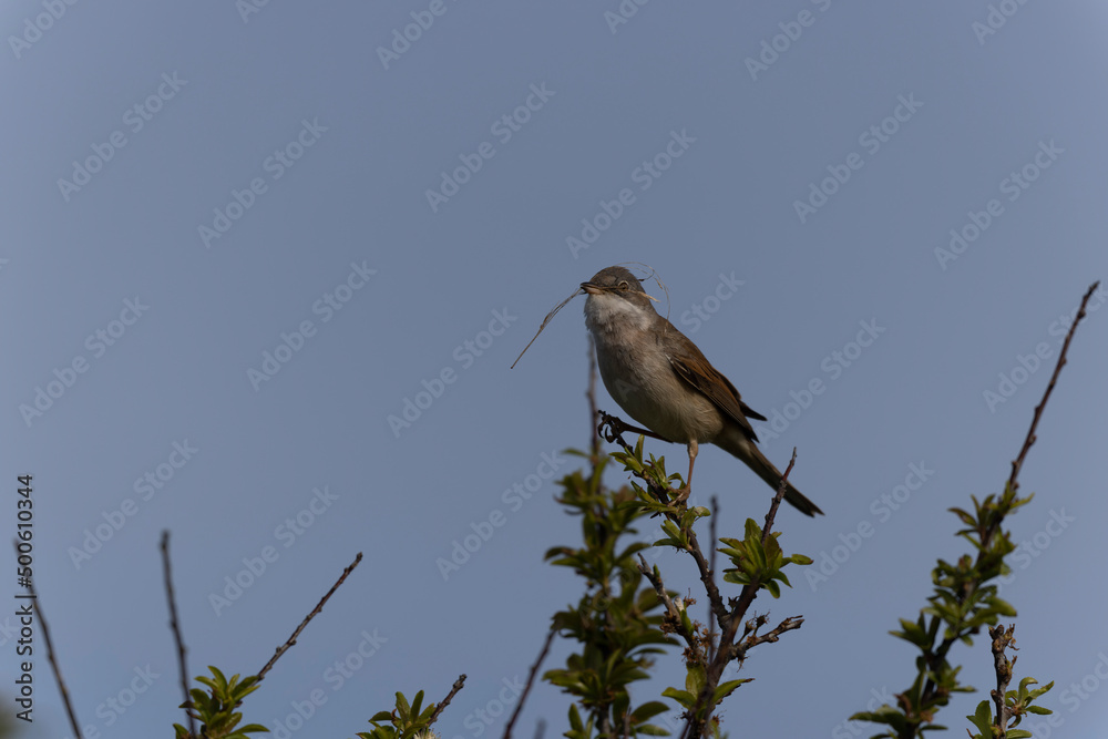 Common Whitethroat Curuca communis sitting in a bush Common Whitethroat Curuca communis sitting in a bush