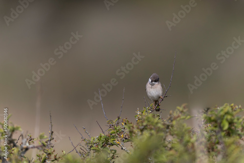 Common Whitethroat Curuca communis sitting in a bush