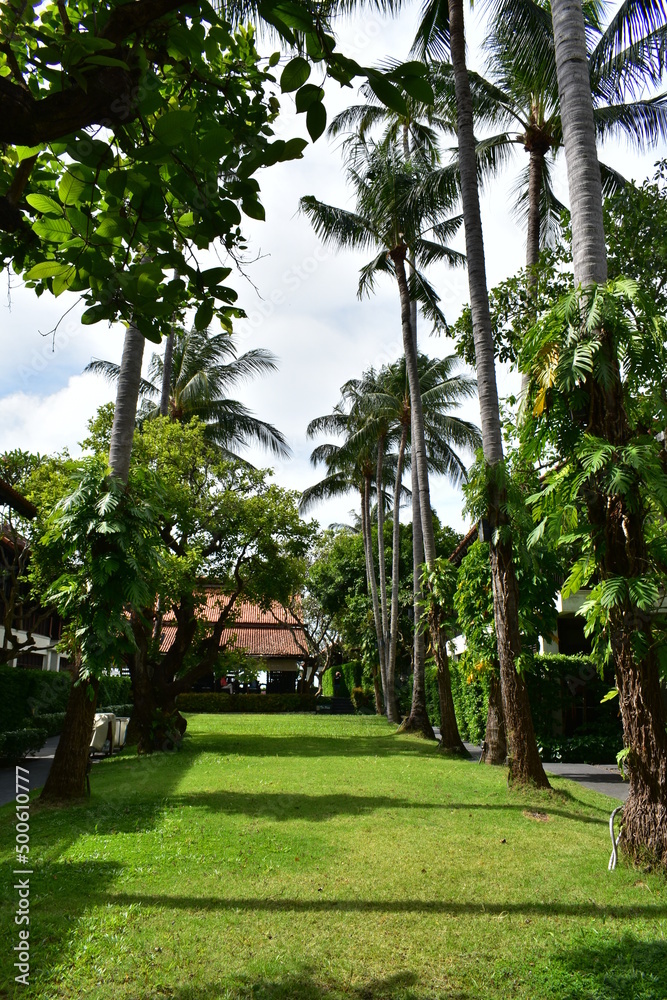 tropical park with meadow and coconut palm trees