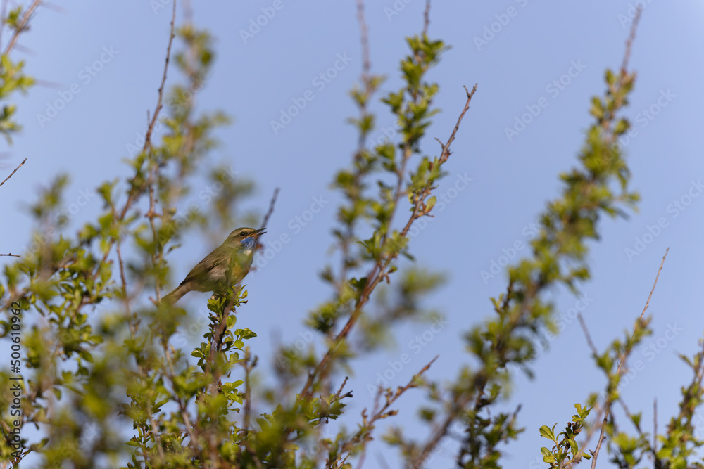 Fototapeta premium Bluethroat Luscinia svevica subsp. namnetum perching in Morbihan, France