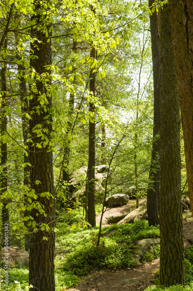 Obraz premium Hiking trail trhough Cesky raj aka Bohemian Paradise