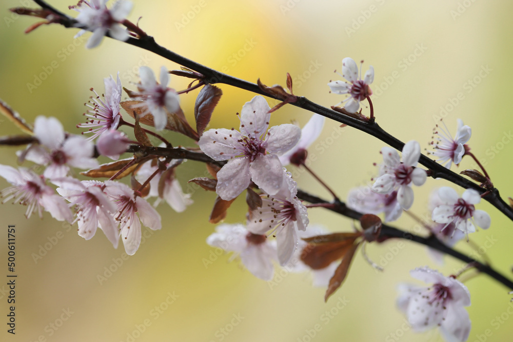 Kwiaty Wiśni Japońskiej - obrazy, fototapety, plakaty 