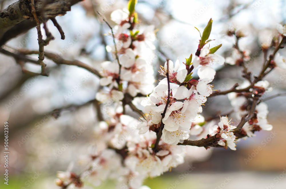 Twig of a white flowering tree Twig of a white flowering tree