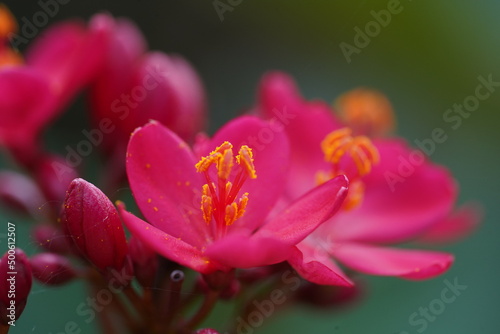 closeup of a pink flower