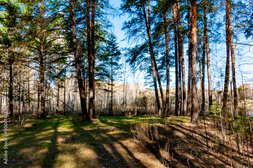 Fototapeta premium A forest in Samarskaya Luka National Park!