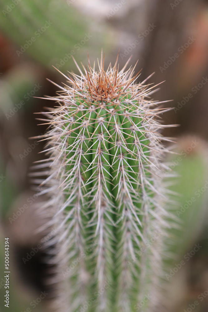 Cacto espinhoso Cacto espinhoso