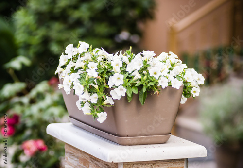 Beautiful white flowers plants Petunia.