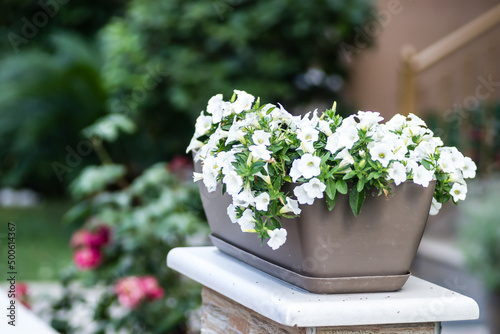 Beautiful white flowers plants Petunia.
