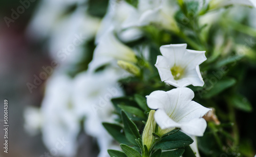 Beautiful white flowers plants Petunia.