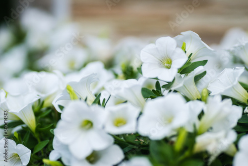 Beautiful white flowers plants Petunia.