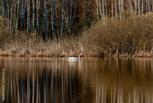 Swans on a forest lake on a spring morning in Samarskaya Luka National Park!