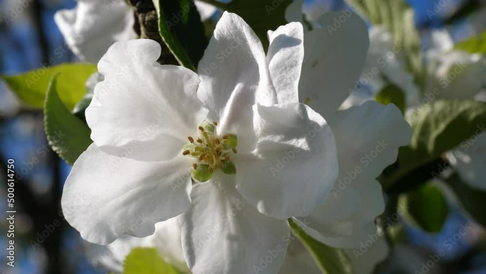 Nahaufnahme von Apfelblüten an einem sonnigen, windigen Tag, weiße Blüten. Nahaufnahme von Apfelblüten an einem sonnigen, windigen Tag, weiße Blüten.