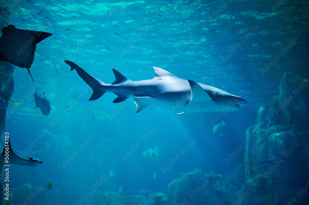 Obraz premium Big shark swim in blue water under light