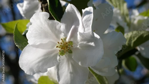 Nahaufnahme von Apfelblüten an einem sonnigen, windigen Tag, weiße Blüten.