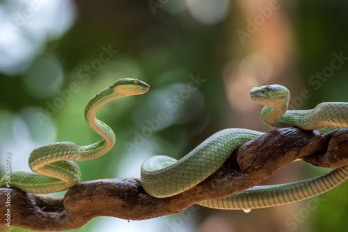White-lipped island pit vipers coiled around a tree branch