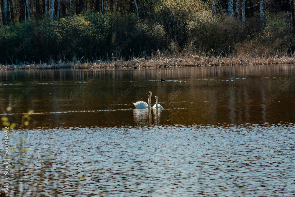 Swans on a forest lake on a spring morning in Samarskaya Luka National Park! Swans on a forest lake on a spring morning in Samarskaya Luka National Park!