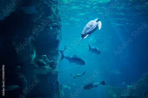 Fish and tourtle underwater photo