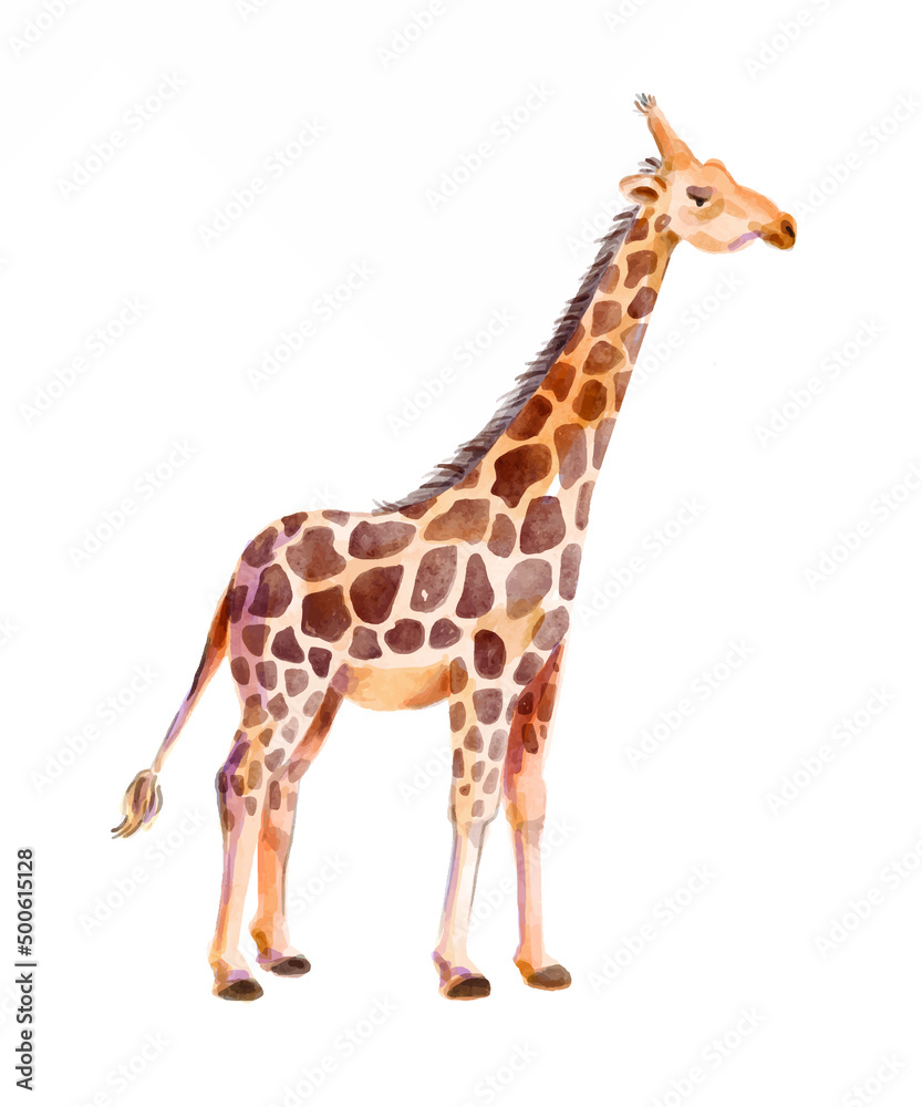 Watercolor vector illustration single giraffe. Hand-drawn illustration isolated on the white background