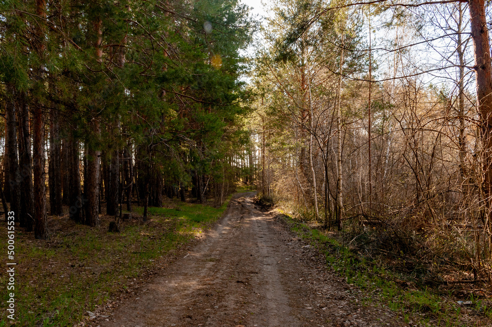 A forest in Samarskaya Luka National Park! A forest in Samarskaya Luka National Park!
