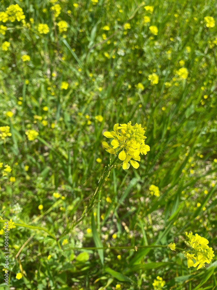 Obraz premium Yellow Color Flower, Macro Shot Flower