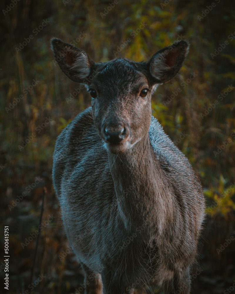 deer in the forest