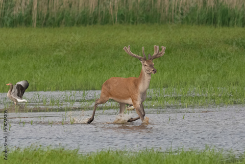 Jeleń szlachetny łąc. Cervus elaphus przebiegający przez wodę na tle zielonej trawy. Fotografia Stawy Milickie, Milicz, Polska.