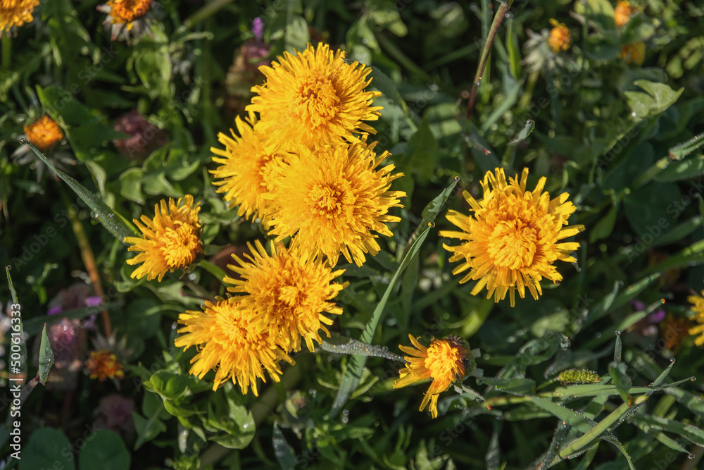 Yellow dandelions in the green grass on a sunny morning. Dandelion in the grass. Green grass. Close-up. Spring Greens. Spring mood. Selective focus. Yellow dandelions in the green grass on a sunny morning. Dandelion in the grass. Green grass. Close-up. Spring Greens. Spring mood. Selective focus.
