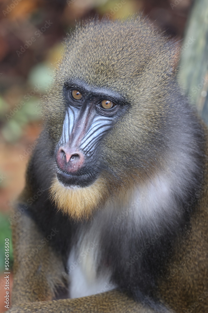 Close up view of mandrill (Mandrillus sphinx) Close up view of mandrill (Mandrillus sphinx)